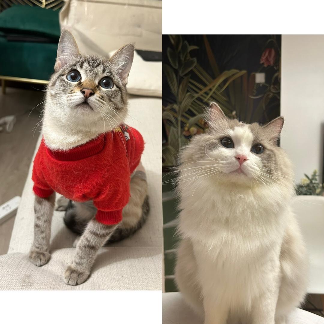 🎀是炮弹吖！