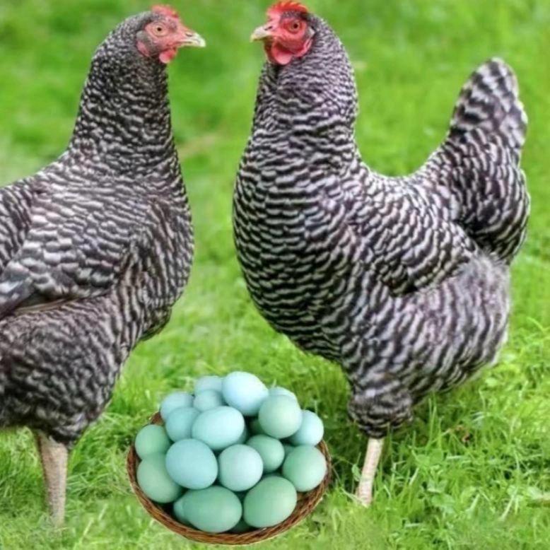 园锦养殖严选店