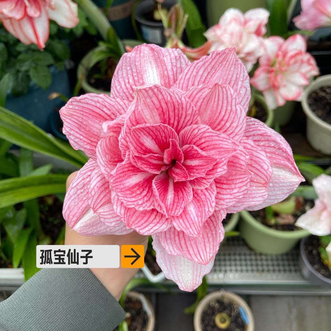 爱养花的人