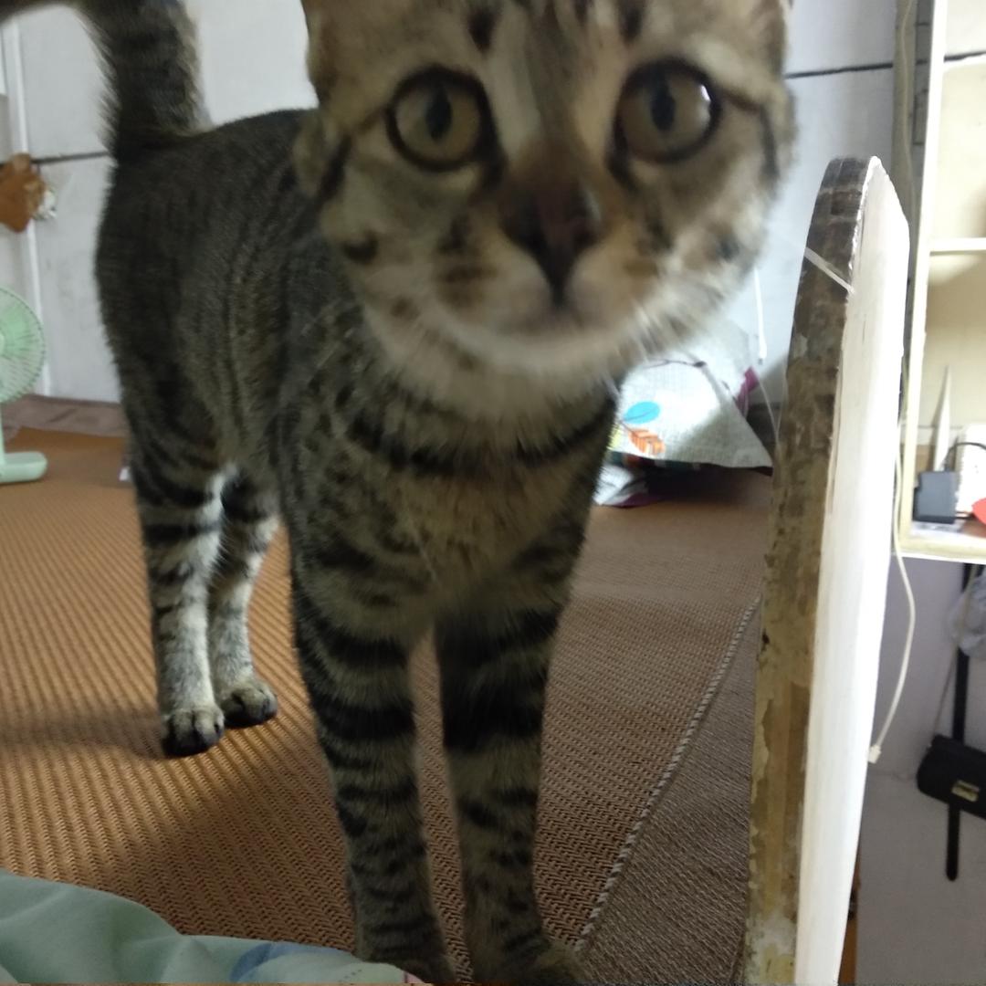 太好了 是小猫