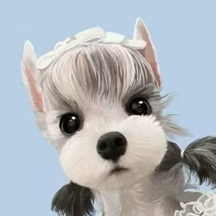 同心雪纳瑞(宝子)