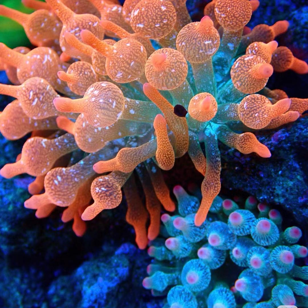 吕明星的珊瑚海洋