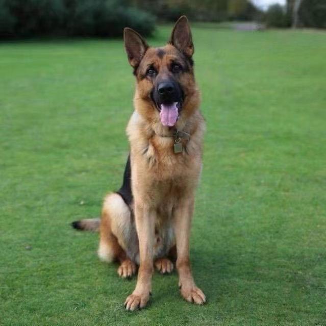 牧牛德牧犬舍