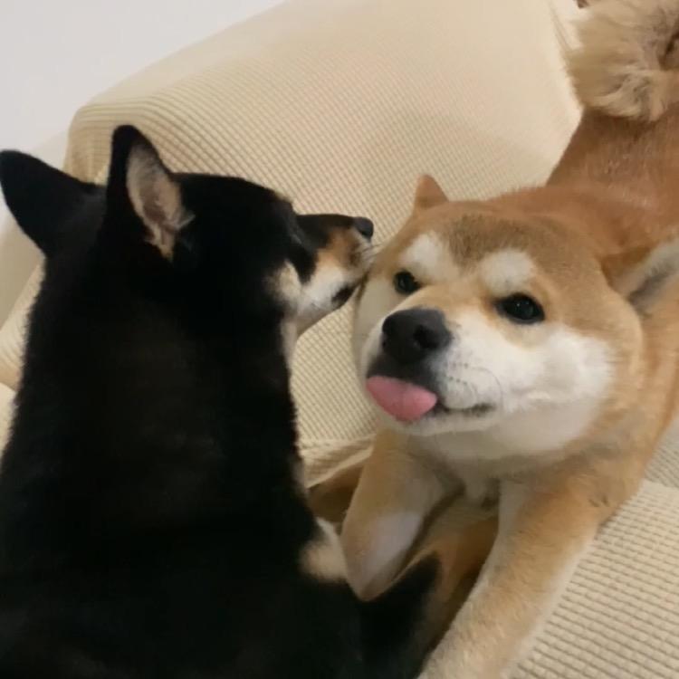 哒黄黄和哩黑黑的日常