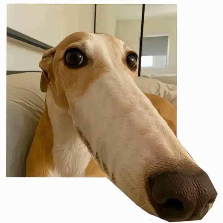 卿卿子