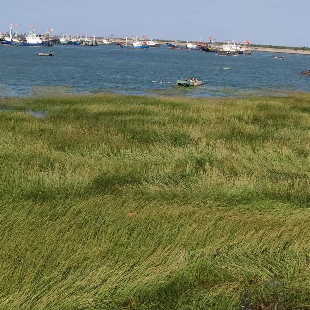 启岸功成新盛严选