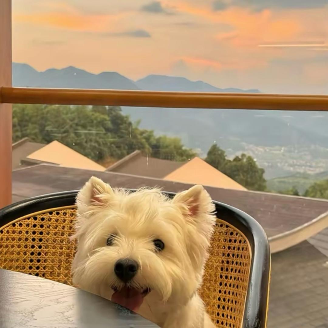 重庆 租房情报橘🍊