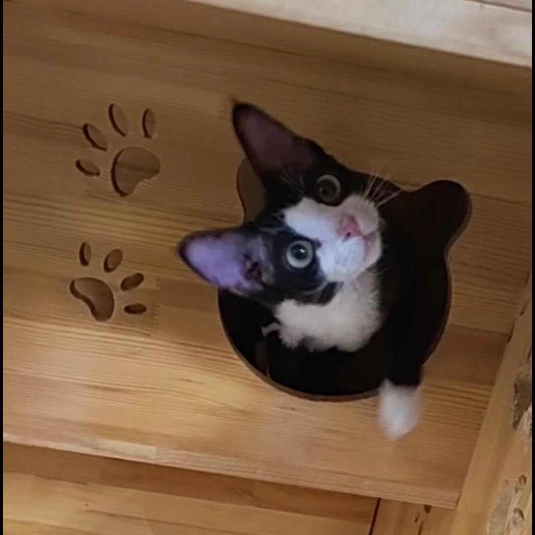 黛西德文卷毛猫（直播号）