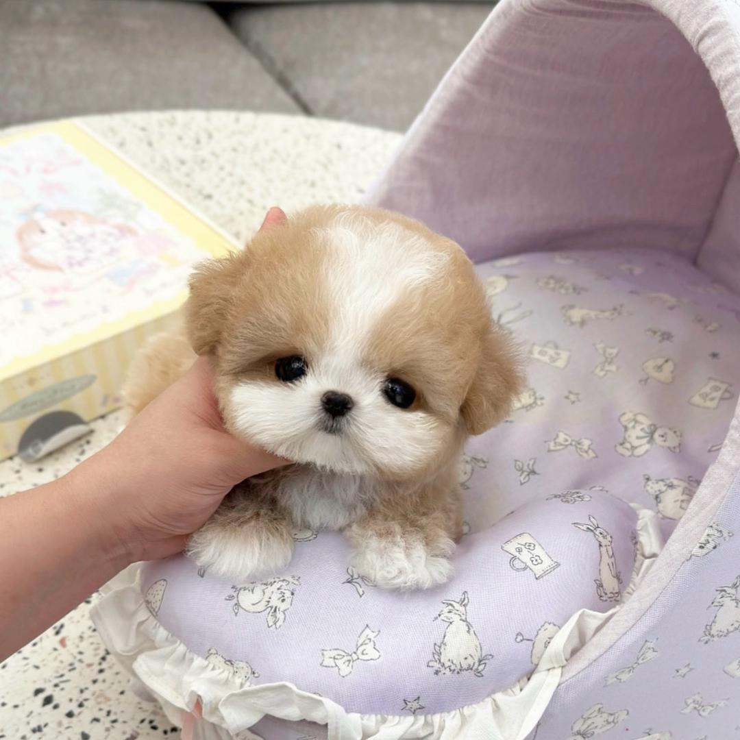 么么它宠物