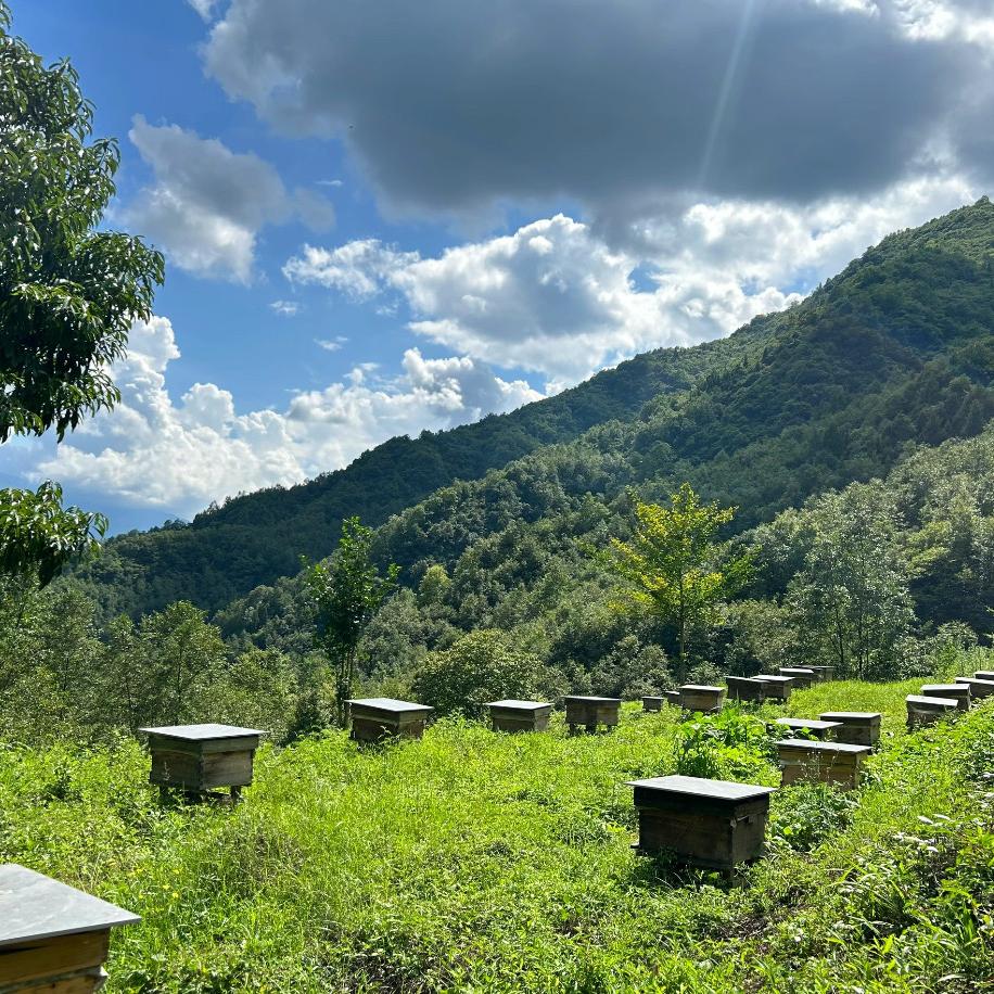 襄玉蜂源蜜蜂农场合作社