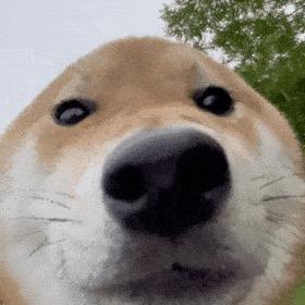 鼠鼠我呀（接三角洲跑刀）