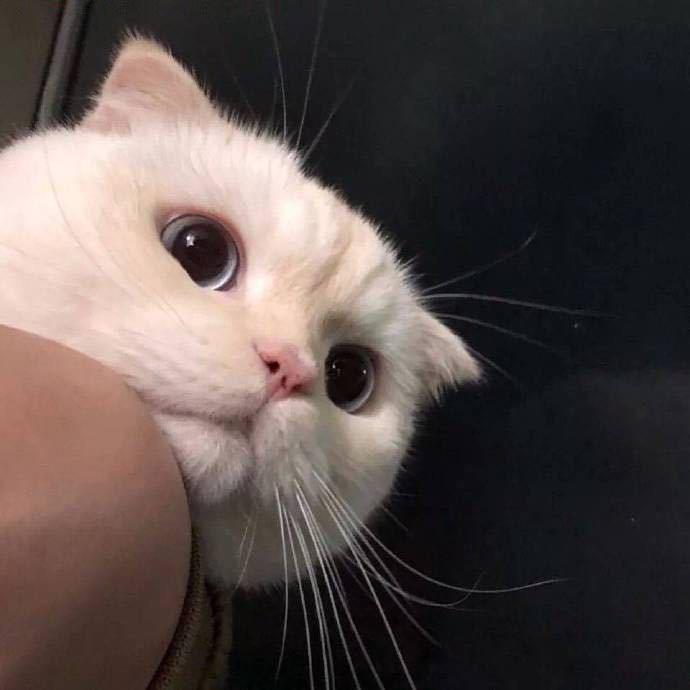 韵.