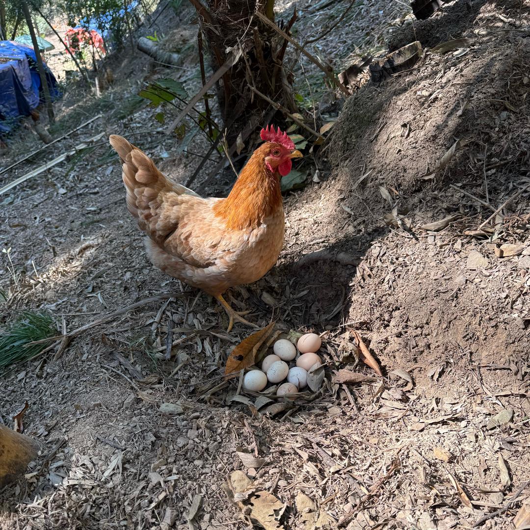 临安天目山土鸡