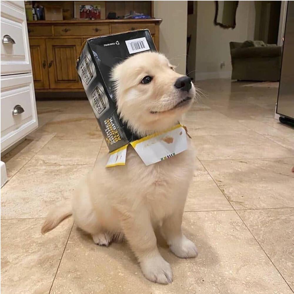 噜噜脸