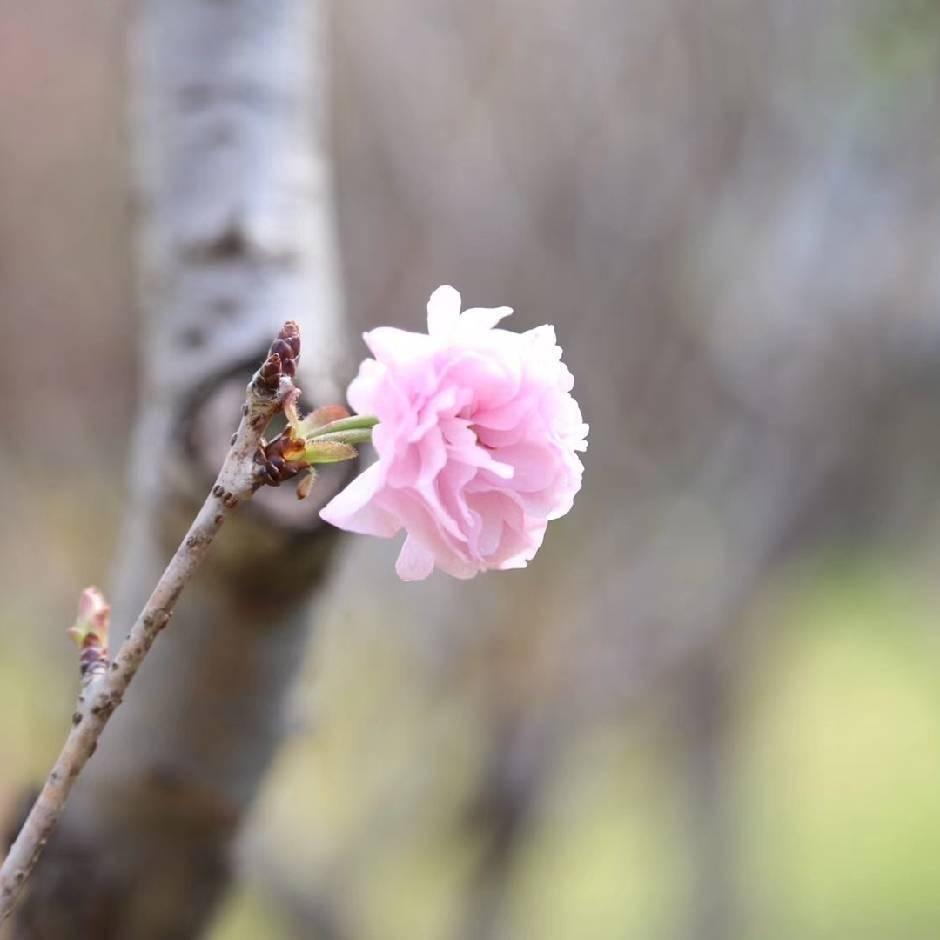 大飞猪（不闲聊）
