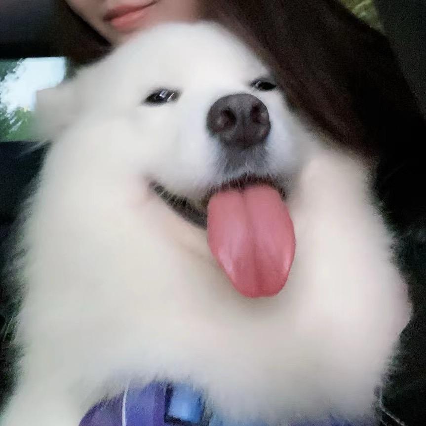 一只无尾猪