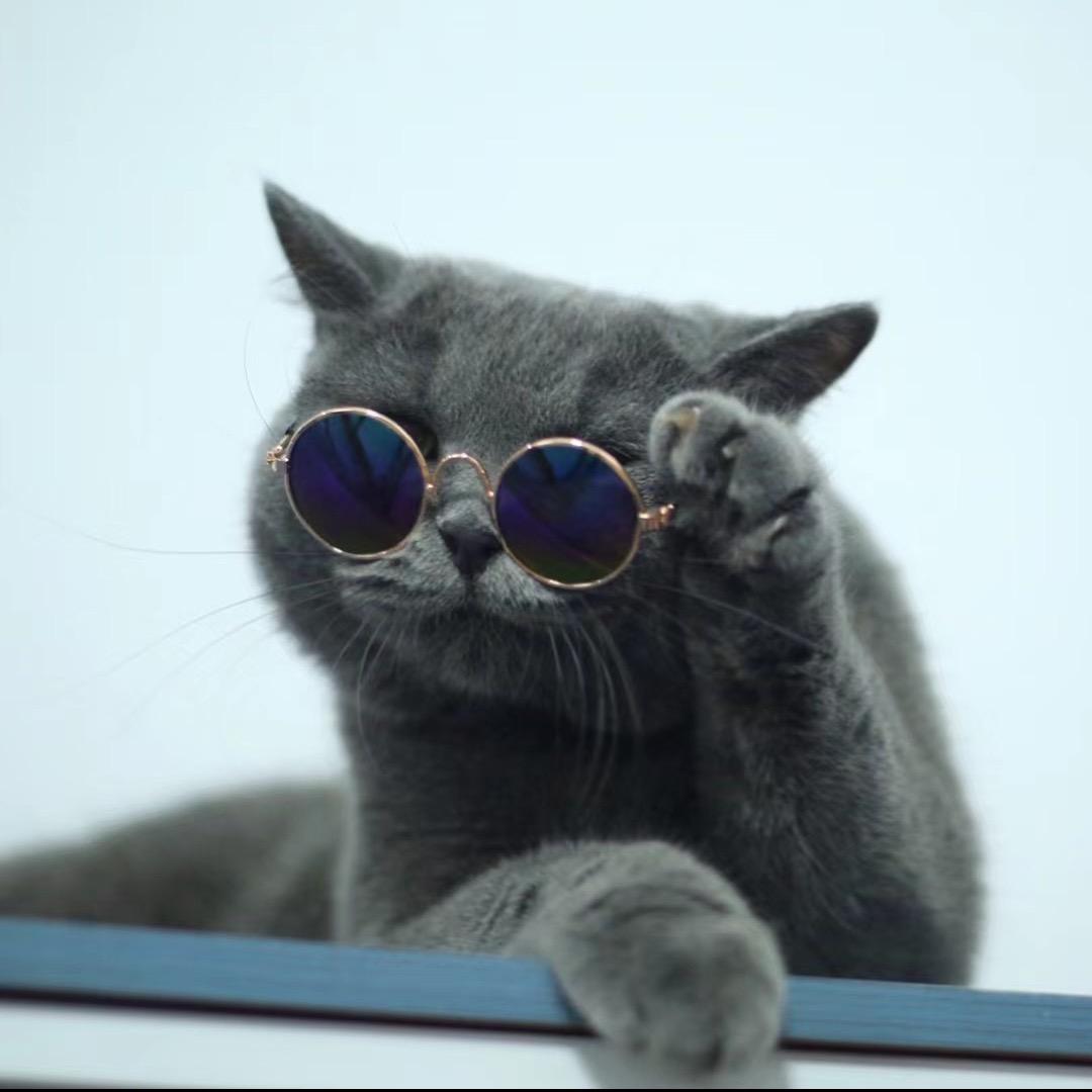 自由猫