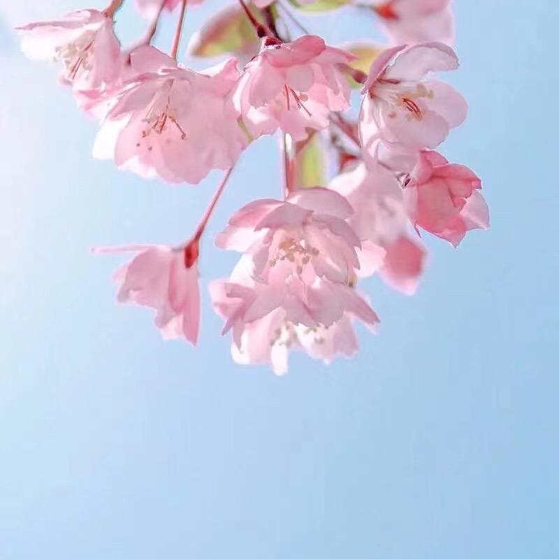 薇薇优选