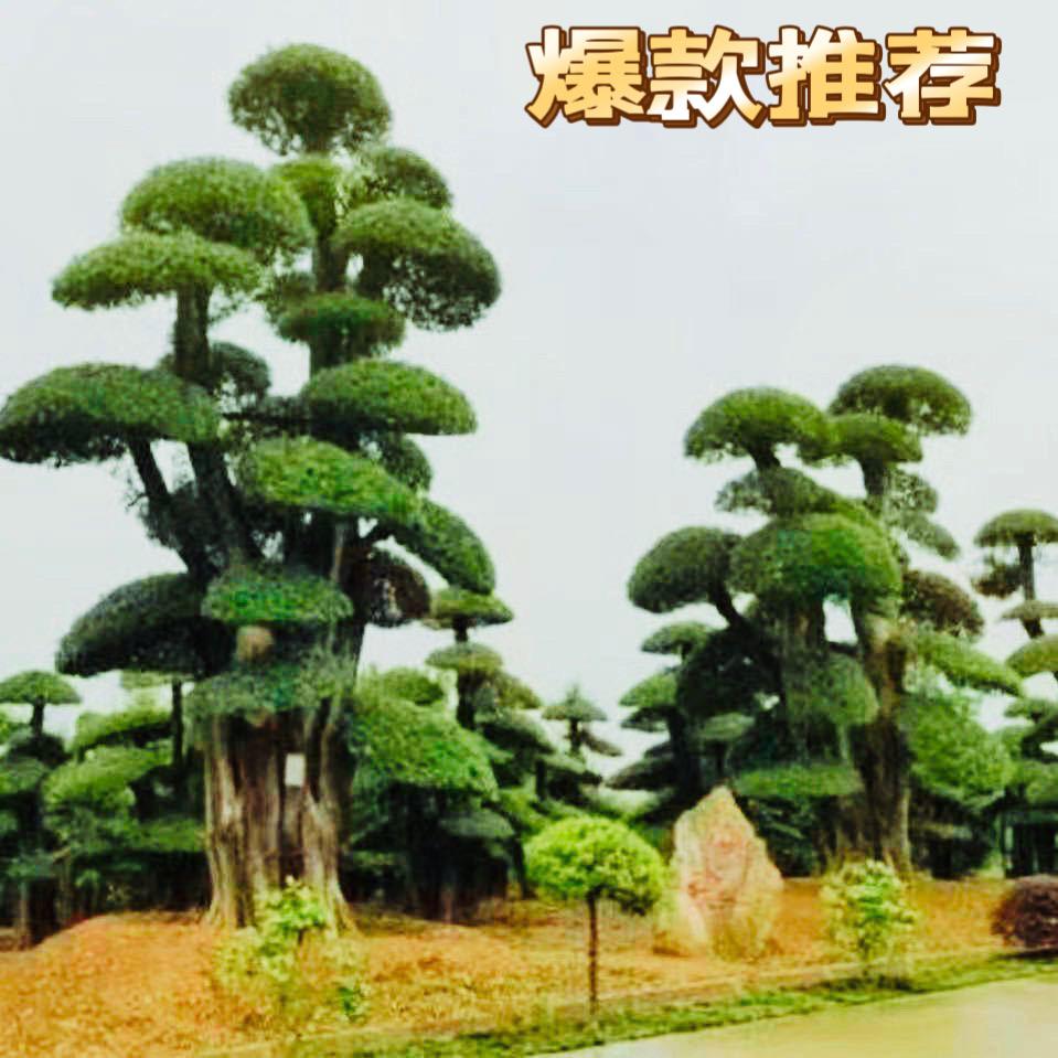 湖北京山对节白蜡鑫宝盛园艺有限公司
