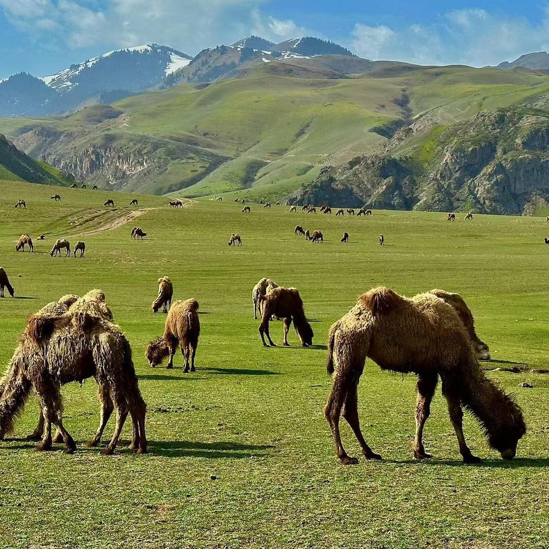 行疆骆驼食品店
