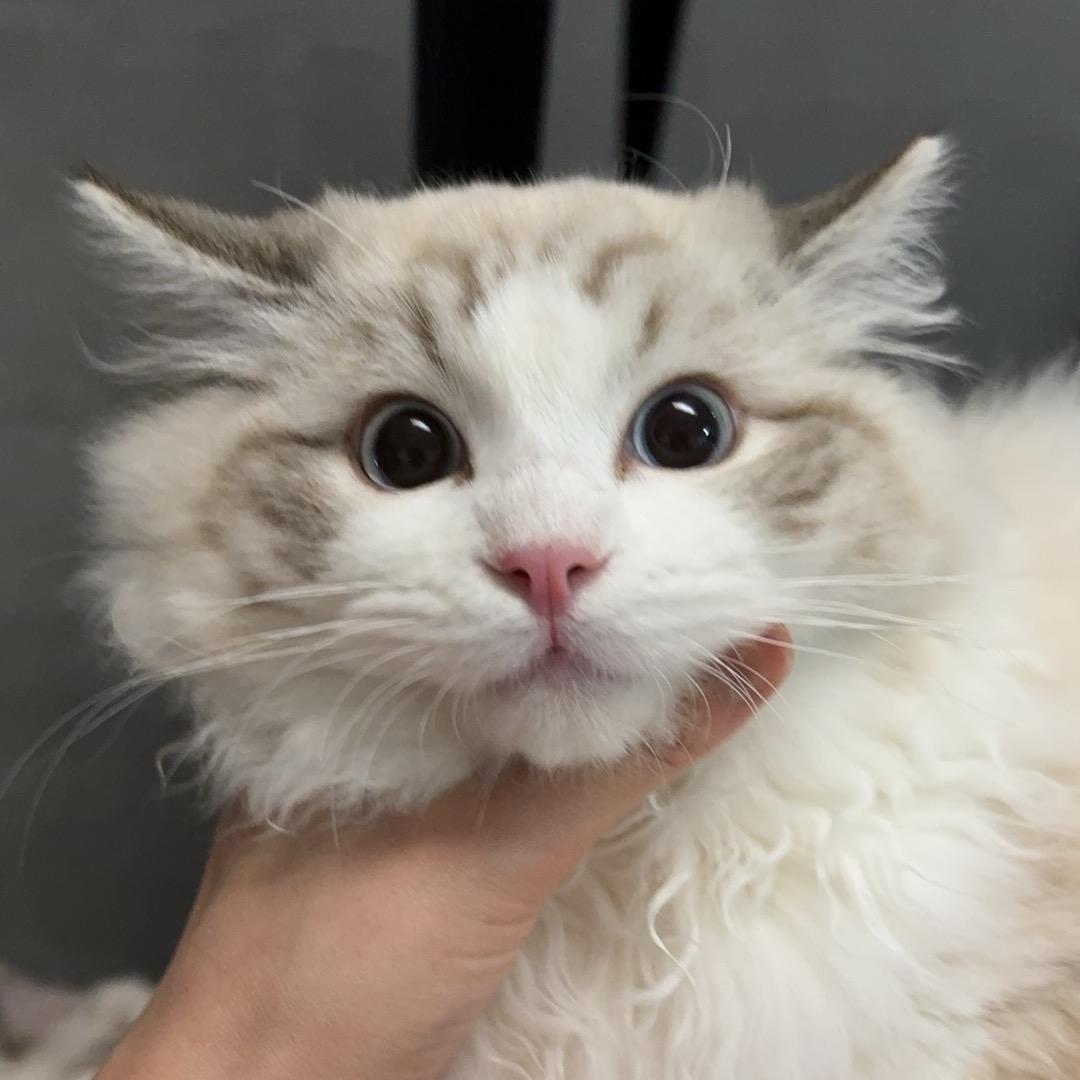 猪猪PUBG