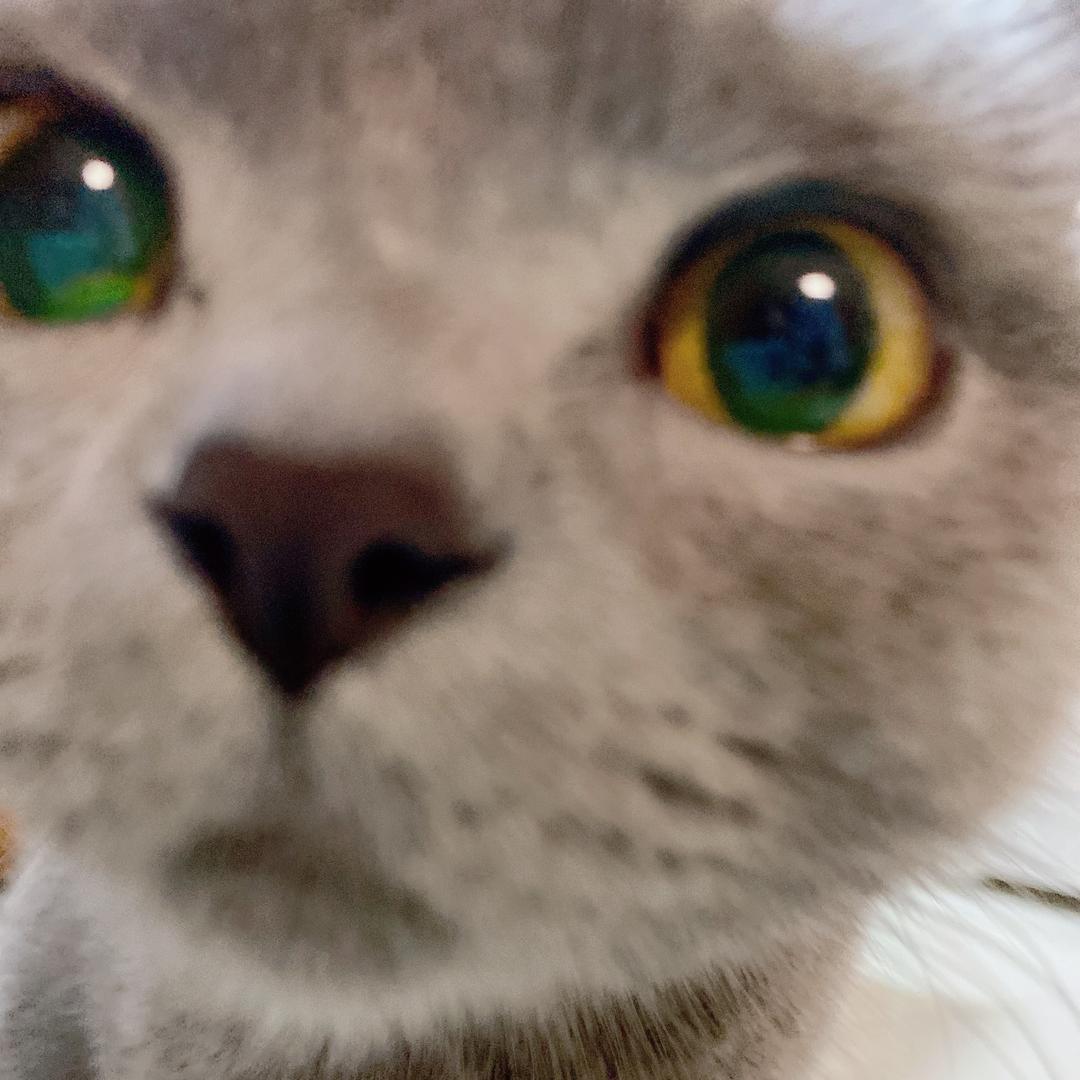 喵喵是猫猫