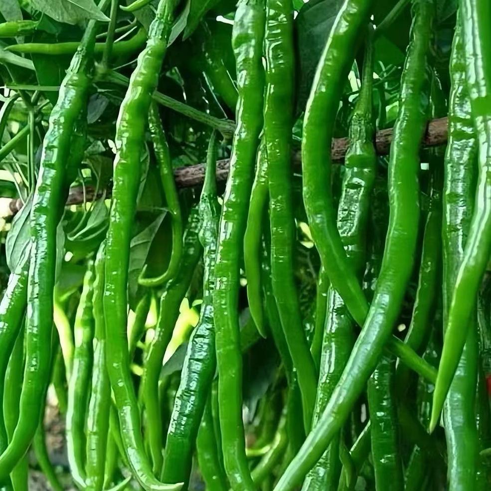 小满农家新鲜蔬菜辣椒