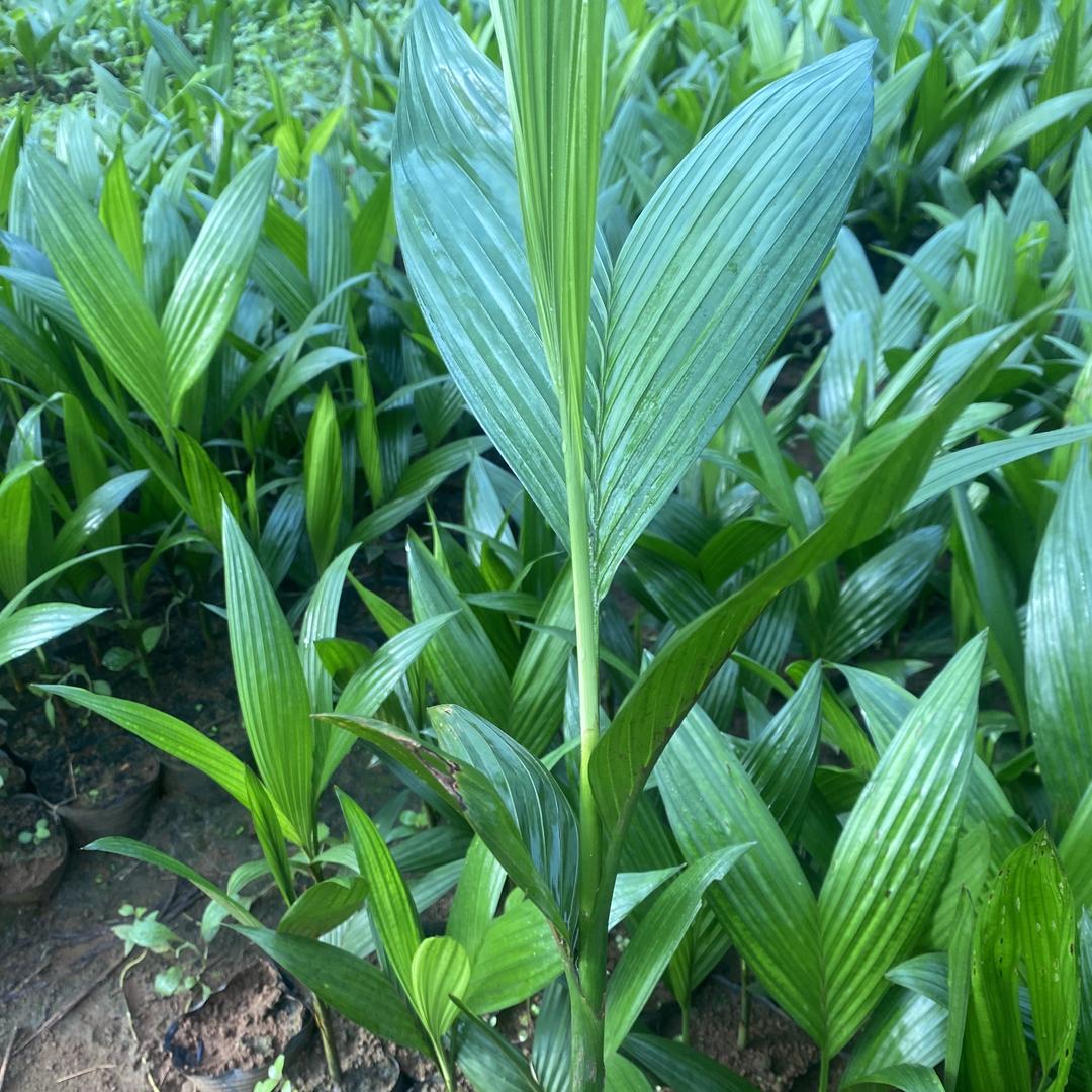 海南金楠槟农业