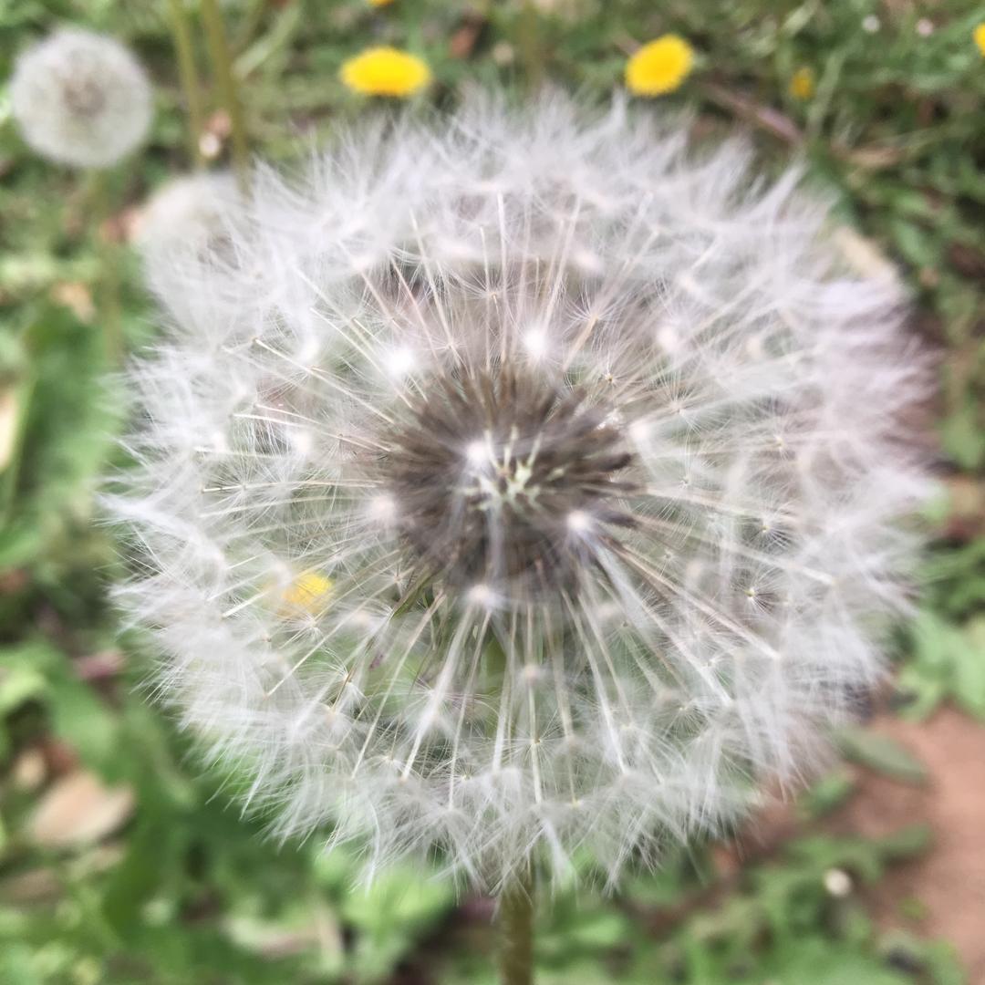 晨