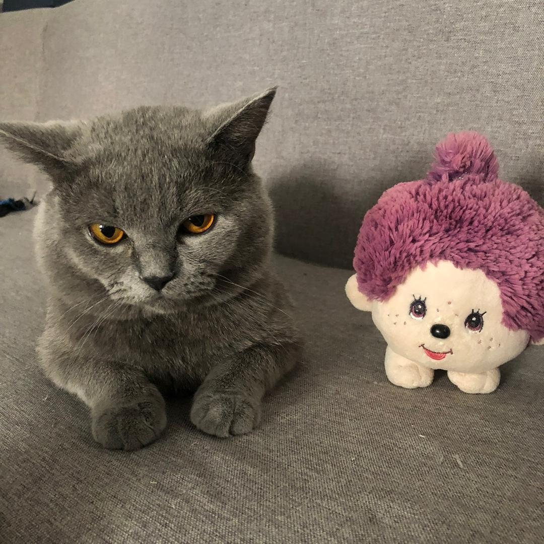小麻花花花🐈