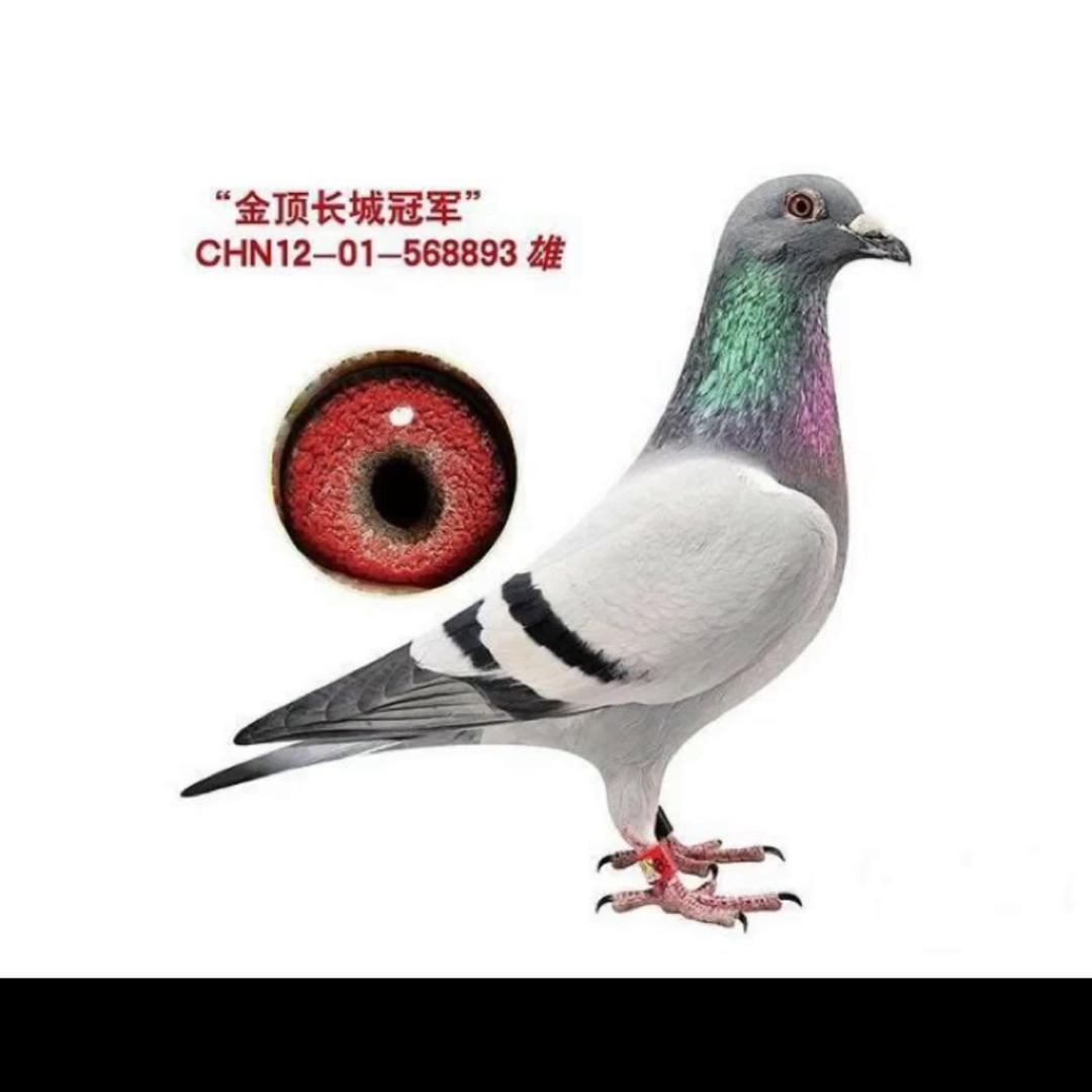 天胜鸽店