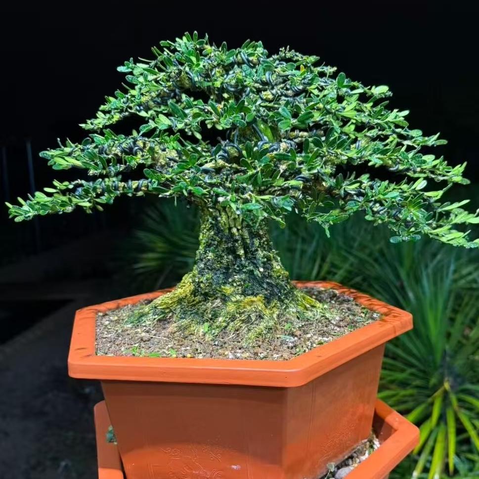 贵夫人黄杨盆景