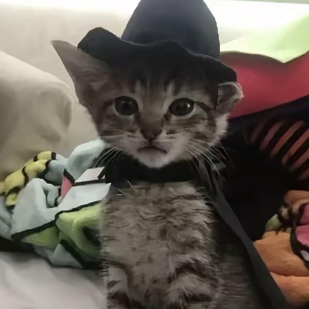 小怪