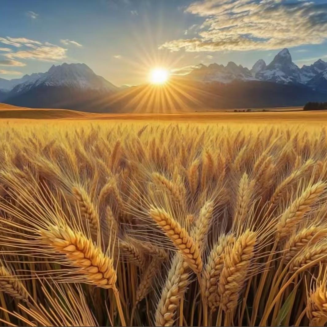 藁城佳悦宫灯婚庆工艺品