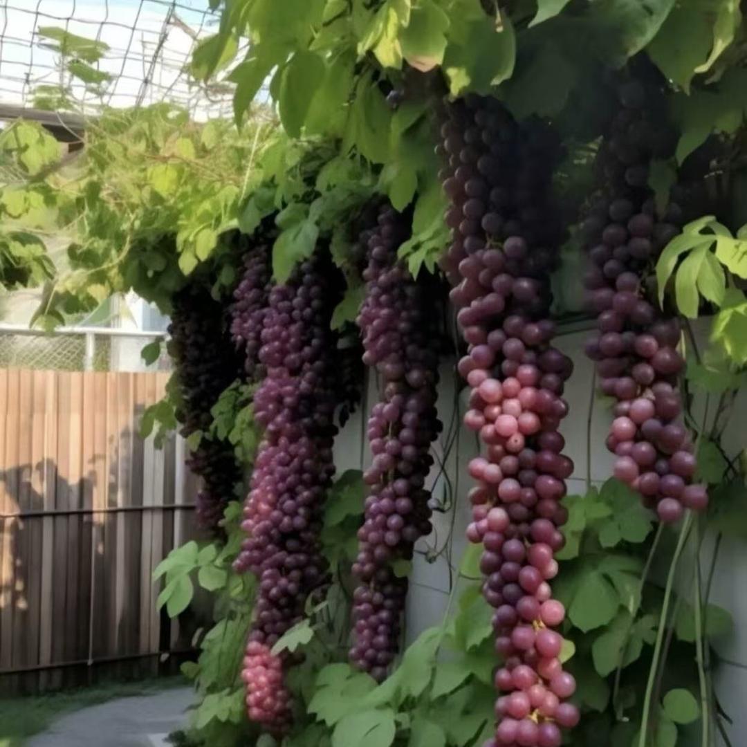 葡香果树苗木专营店