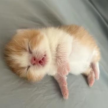 阿蛋🥚