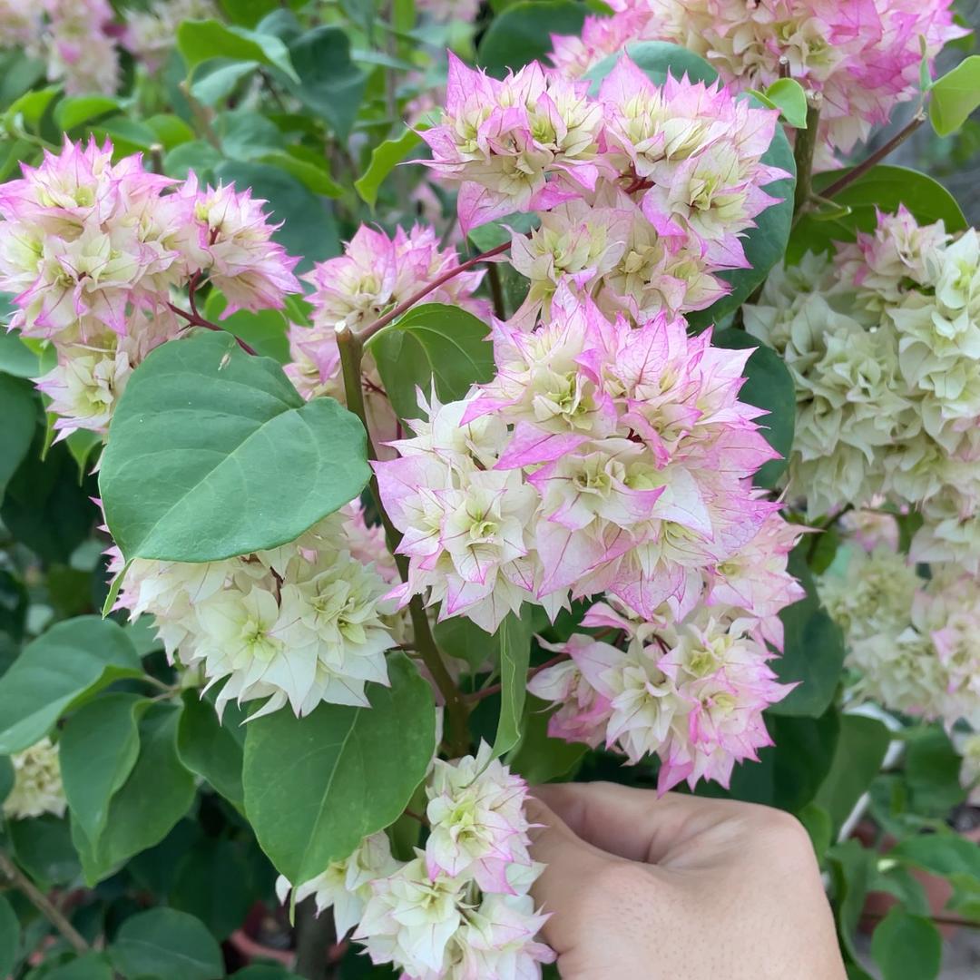 海浪花草