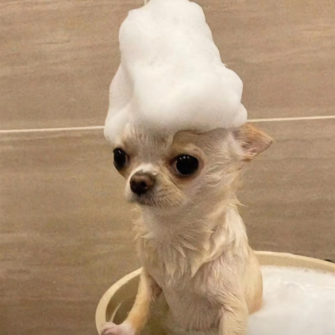 周周不吃🐟