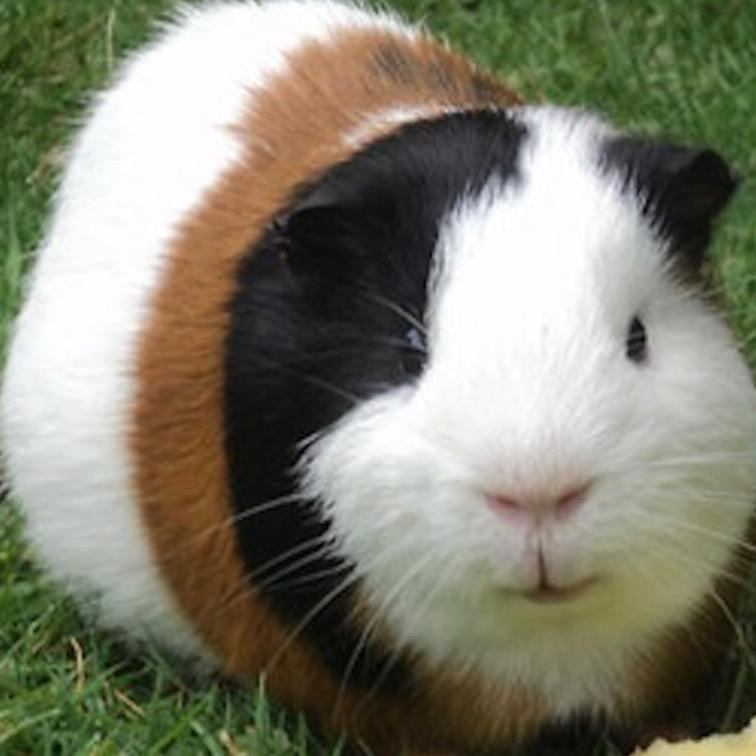 豚鼠荷兰猪养殖❤️