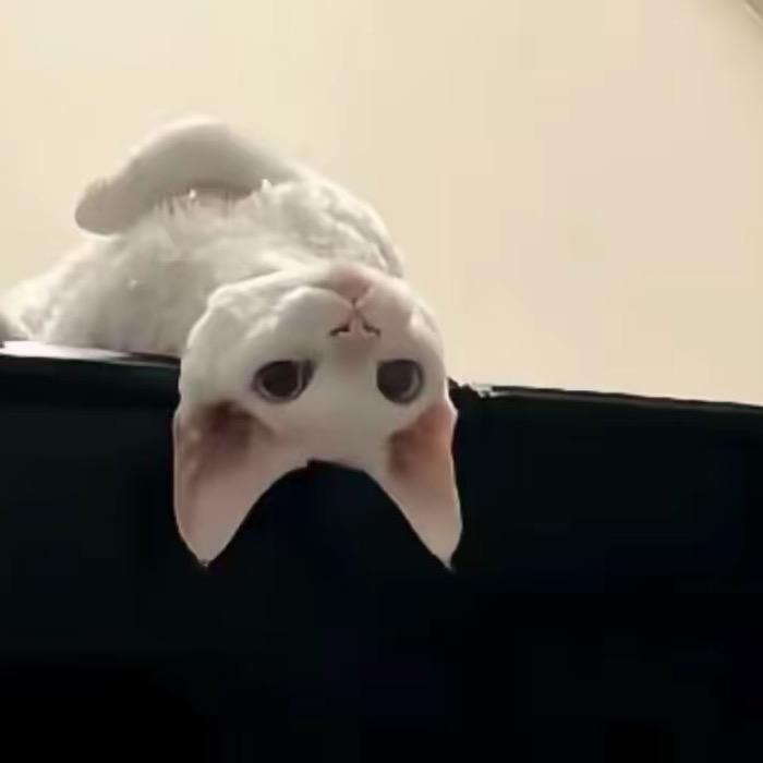 煎bingo子