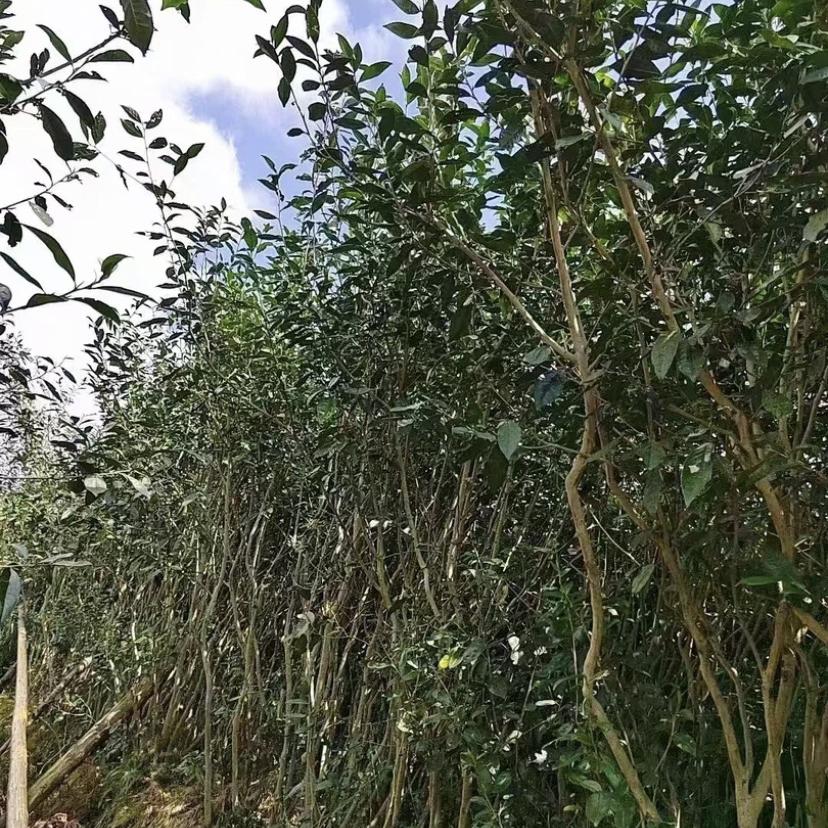 老黄的茶