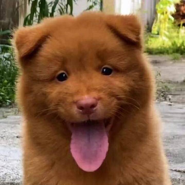 田园犬 代淘