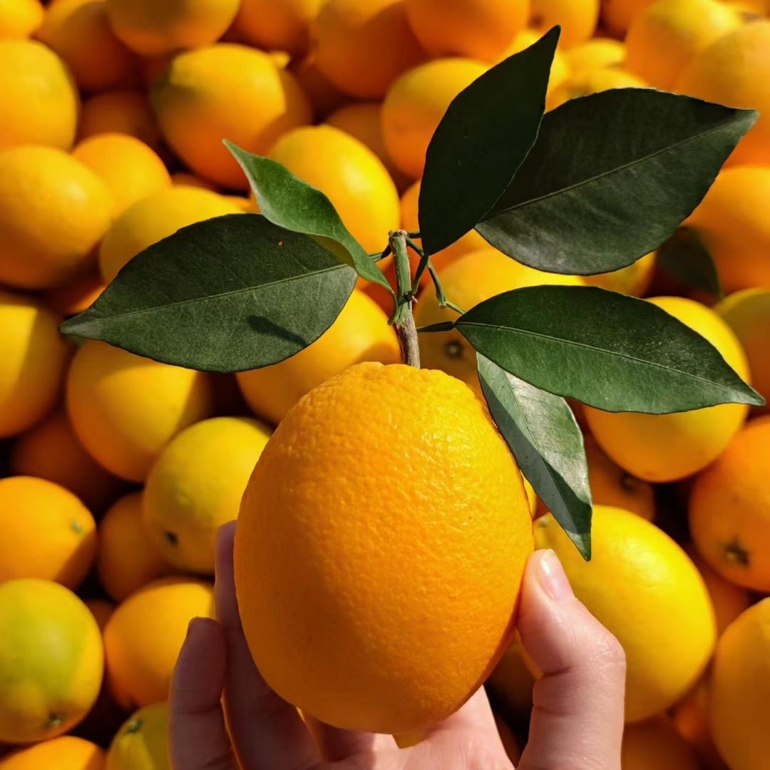 安远橙乡好物-叶子