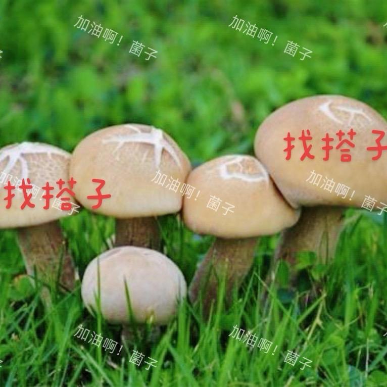 阿果～