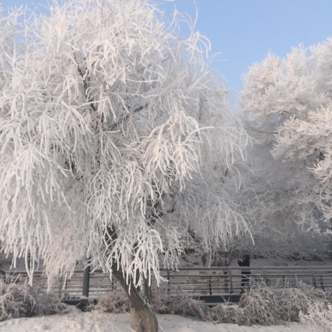 禾日丝周