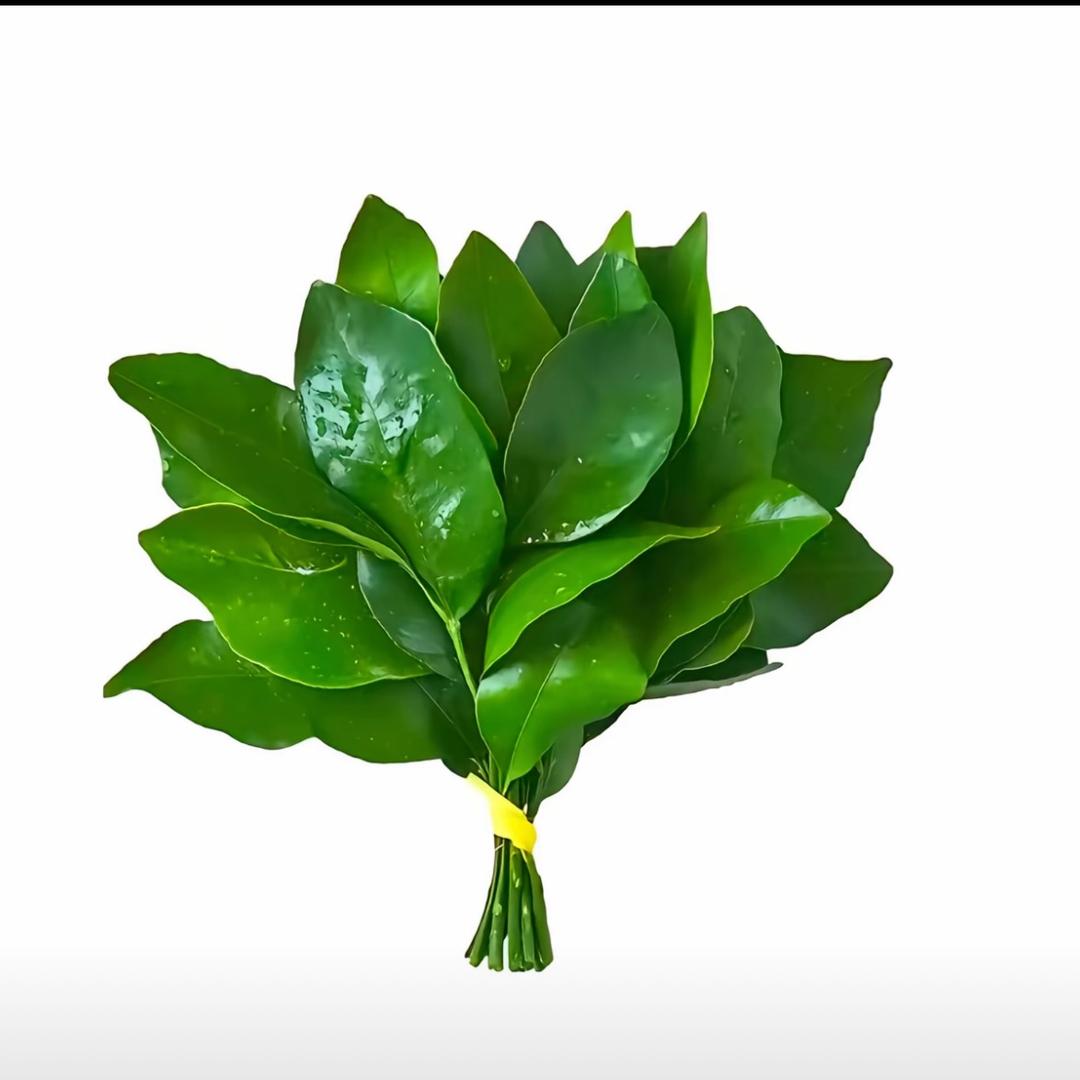 尾巴好困🥱