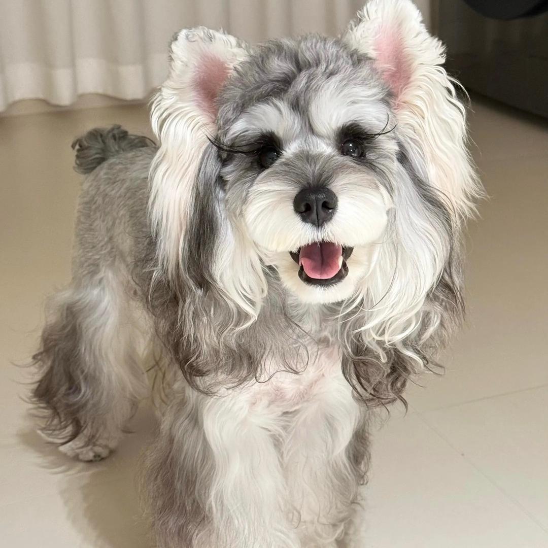 @元亨小型犬养殖基地