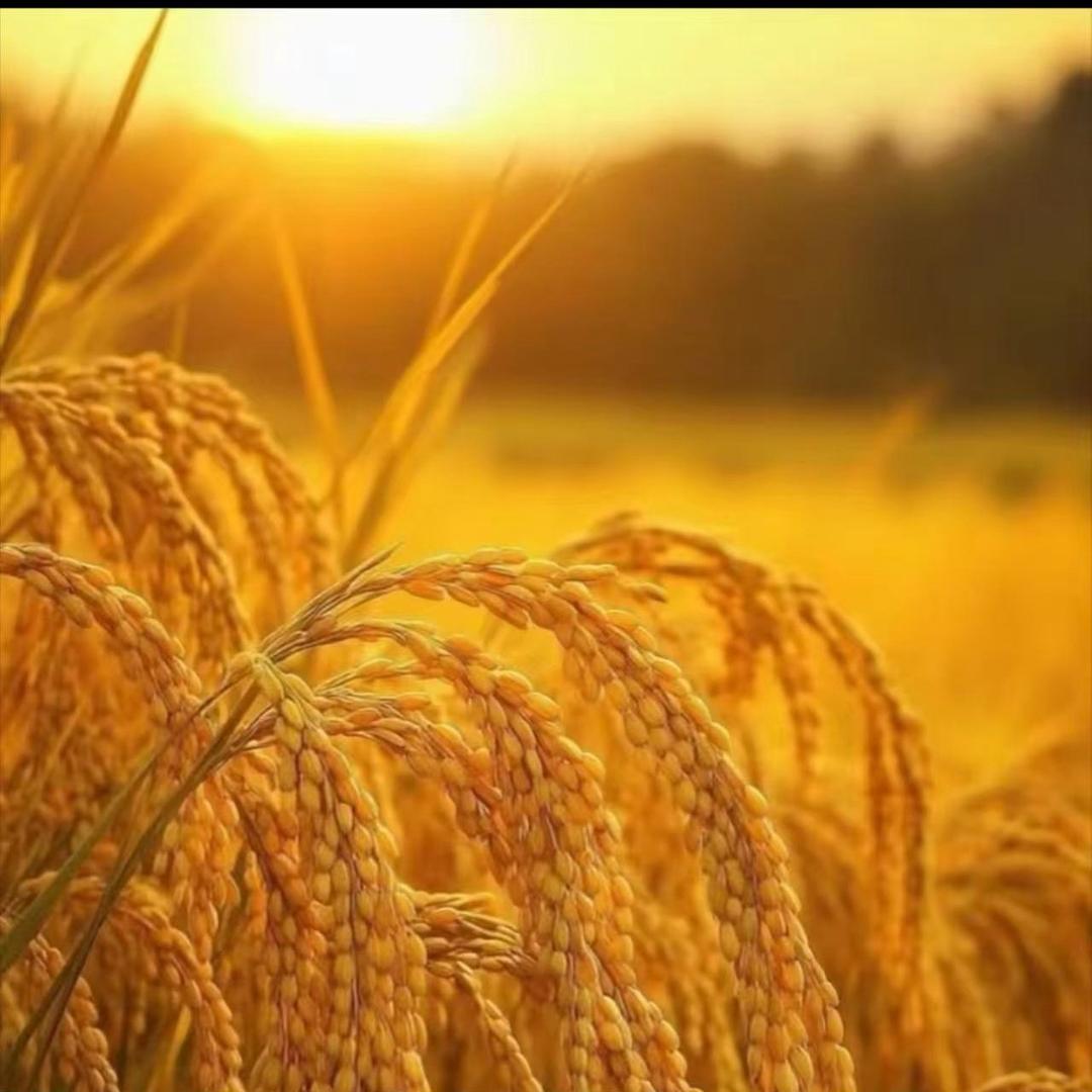 小于家.五常大米🌾