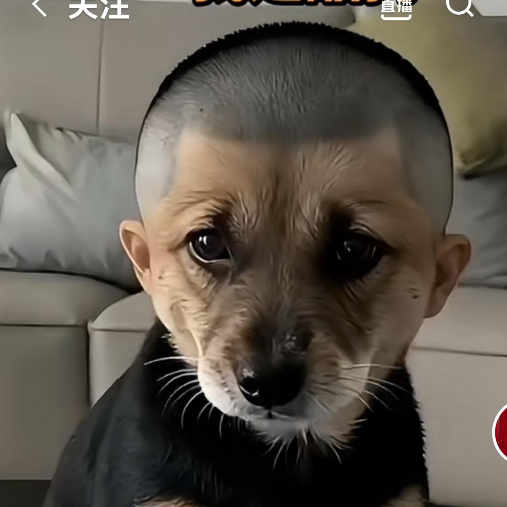 布衣张五爷商贸