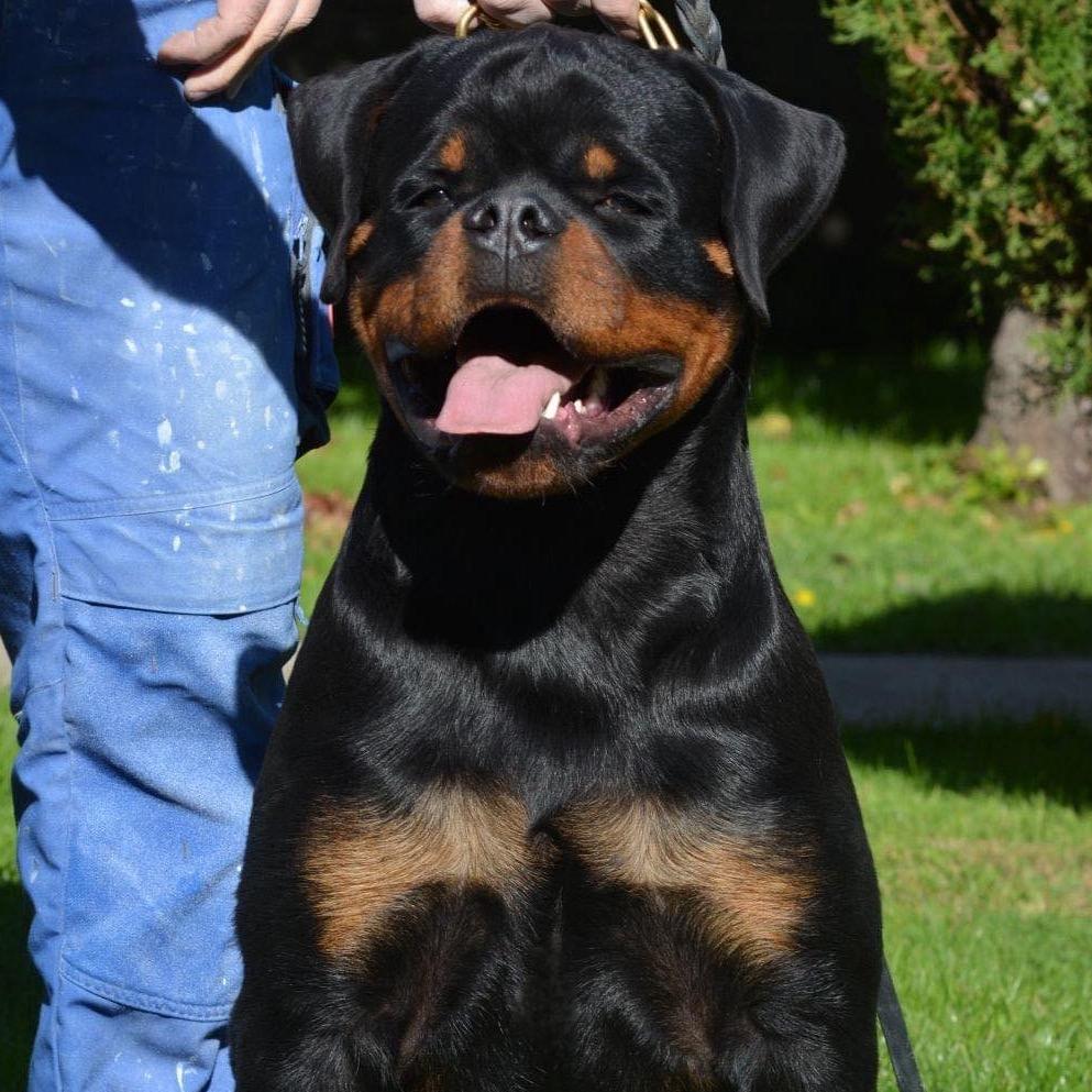 万盛犬舍